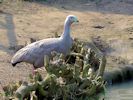 Cape Barren Goose (WWT Slimbridge March 2012) - pic by Nigel Key